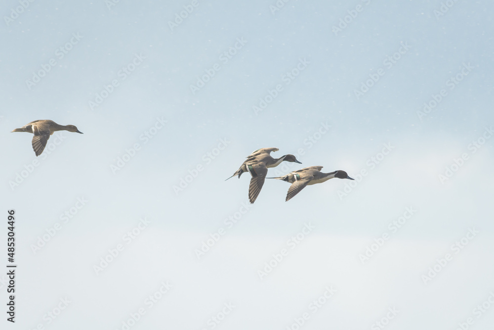 Obraz premium 渡り鳥の飛来