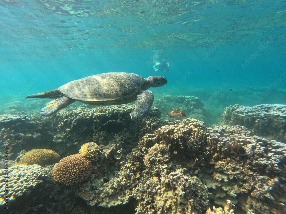 Obraz premium green sea turtle