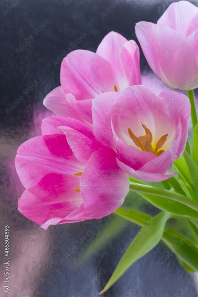 Vertical photograph of flowers with pink buds in full bloom against a metallic background Vertical photograph of flowers with pink buds in full bloom against a metallic background