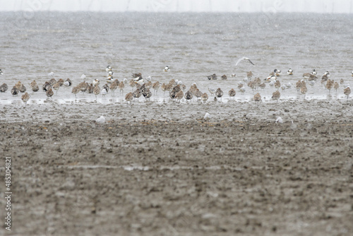 干潟に集まる渡り鳥 © KsDesign