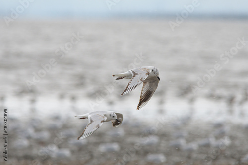 有明海の干潟で越冬