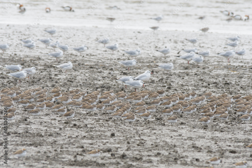 有明海に飛来する渡り鳥