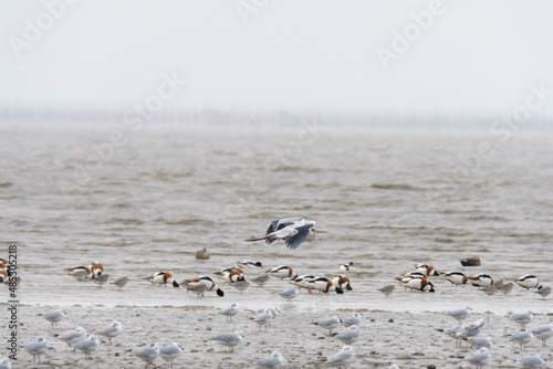 越冬してる渡り鳥 © KsDesign