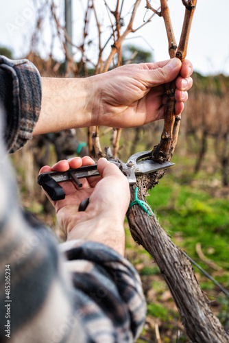 Close-up of a vine grower hand. Prune the vineyard with professional steel scissors. Traditional agriculture. Winter pruning, cordon spurred method. 