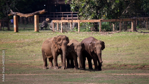 Asian elephants in an elephant farm in Thailand wide lawn area There is space for text.