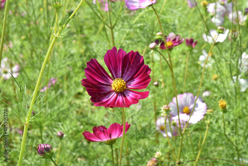 Colorful cosmos flowers blooming in the garden.