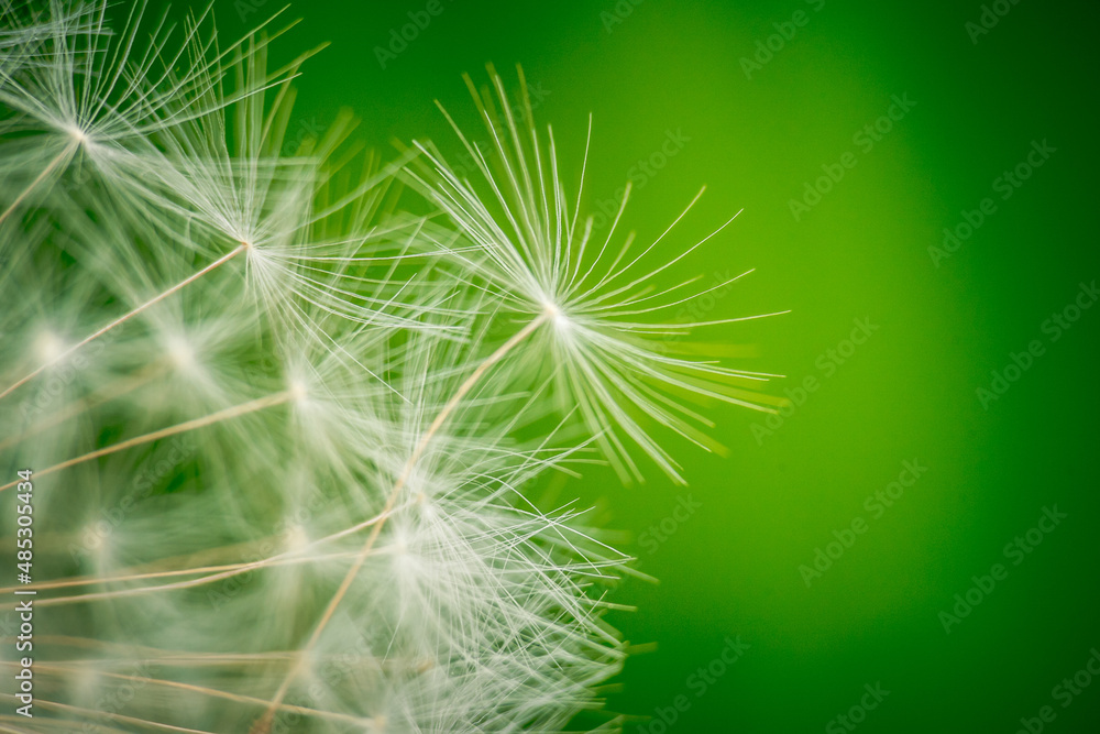 White dandelion seed head on green background White dandelion seed head on green background
