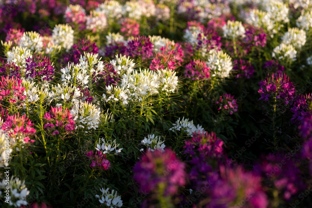 The flower is named cleome sparkler mix in the garden because of the experimental plot. in Thailand during the winter flowers are white pink and purple flowers are in full bloom