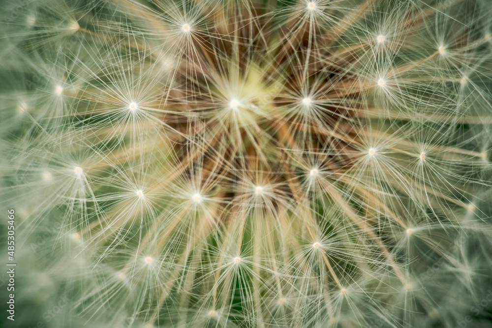 White dandelion seed head on green background White dandelion seed head on green background