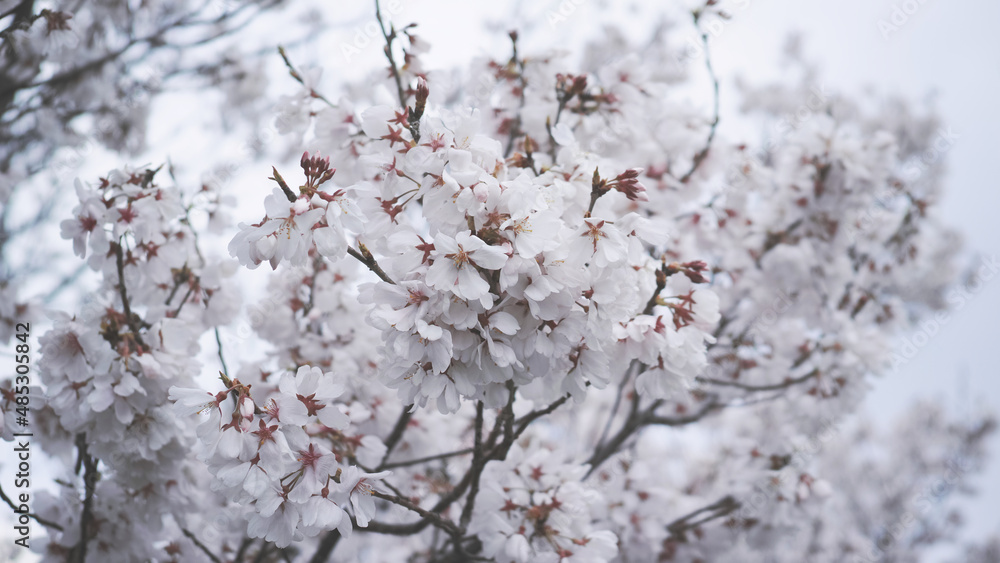 桜