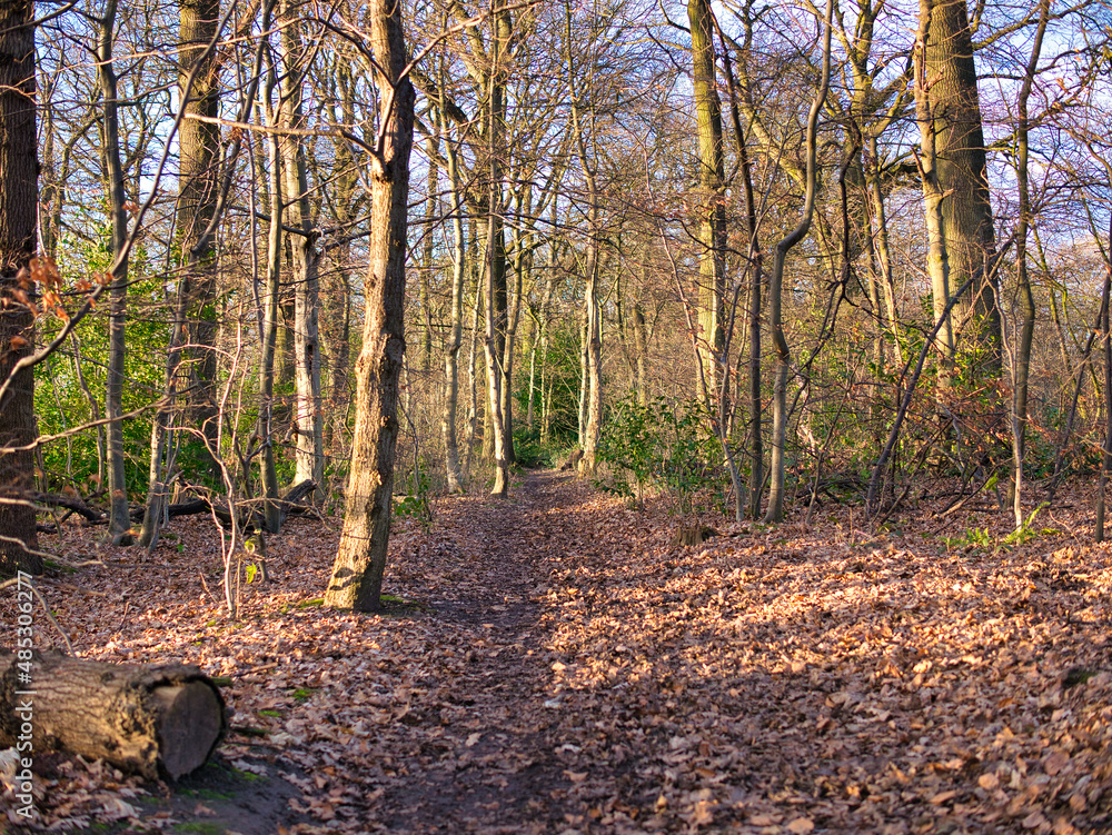 Fototapeta premium A muddy path through trees and fallen leaves in late afternoon winter sunshine. Taken in a public park in north western England in the UK.