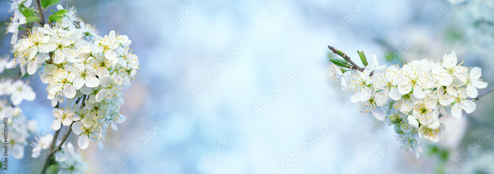 blossoming white cherry flowers against blue sky, abstract natural background. beautiful floral spring season. banner. copy space blossoming white cherry flowers against blue sky, abstract natural background. beautiful floral spring season. banner. copy space