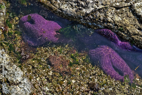 Purple Starfish or Sea Stars in a Tide Pool on Vancouver Island