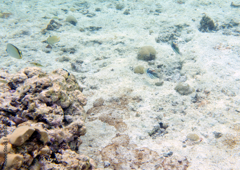 Fototapeta premium View of seascape with lagoon triggerfish