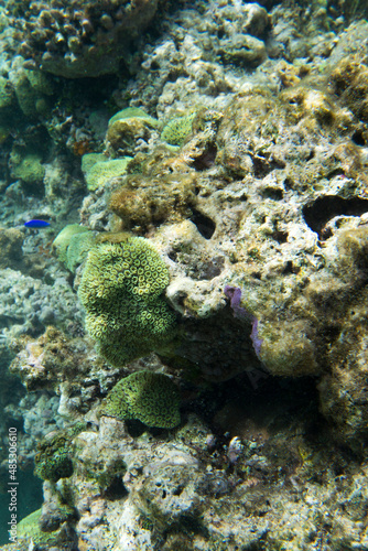 View of seascape with corals