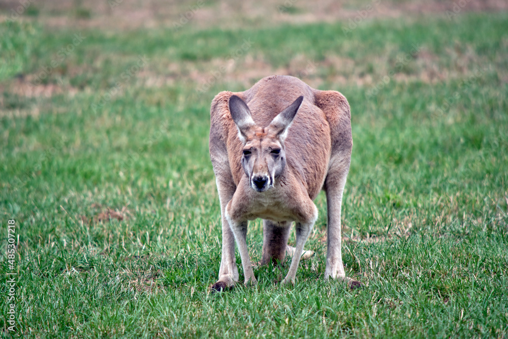 Fototapeta premium the red kangaroos are the largest of the kangaroos