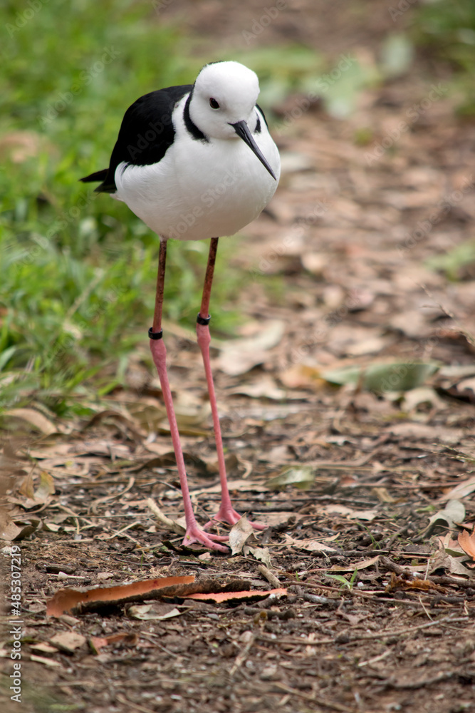 the black winged stilt is a tall bird with slender legs