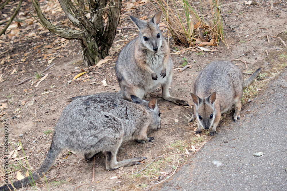 the tammar wallaby is a small wallaby with white chin stripes and is mostly grey with tan shoulders the tammar wallaby is a small wallaby with white chin stripes and is mostly grey with tan shoulders