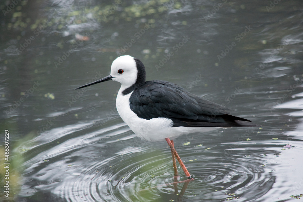 Obraz premium the black winged stilt has a white body and head and black wings and neck with a thin pointy bill