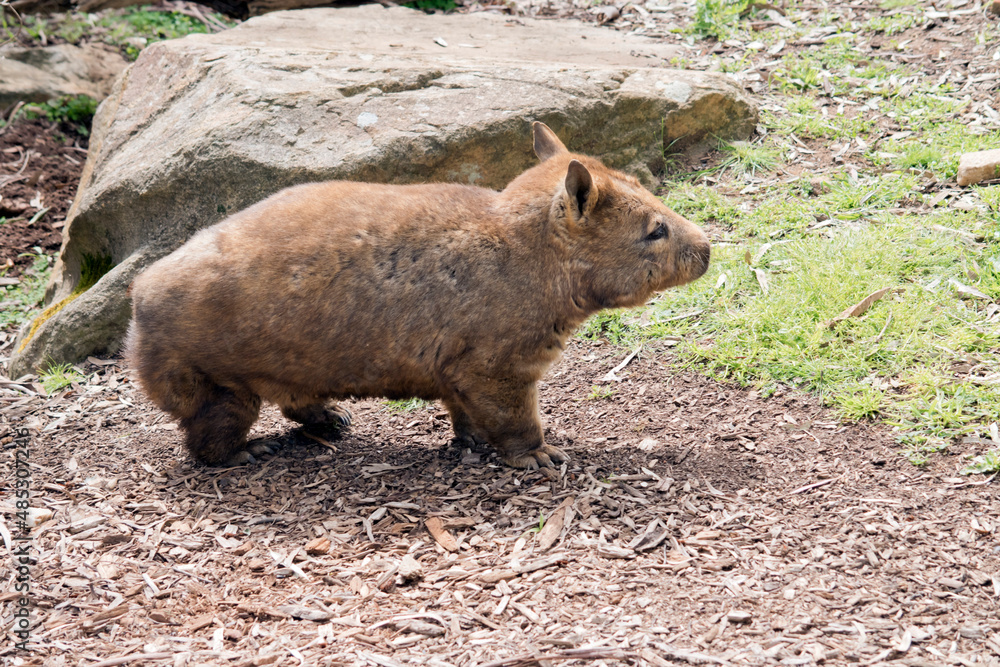 this is a side view of a Southern hairy nosed wombat this is a side view of a Southern hairy nosed wombat