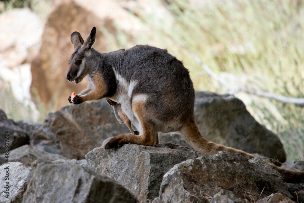 this is a side view of a yellow footed rock wallaby with her joey in her pouch this is a side view of a yellow footed rock wallaby with her joey in her pouch