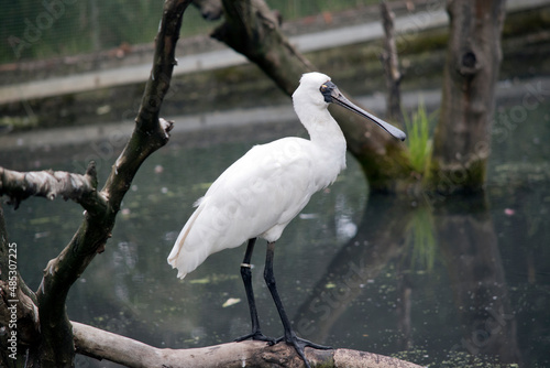 the royal spoonbill is standing on a branch near the water
