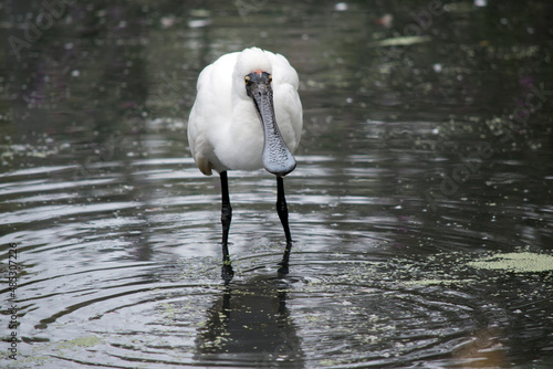 the royal spoonbill is a tall bird with a white body and black legs and bill in the shape of a spoon