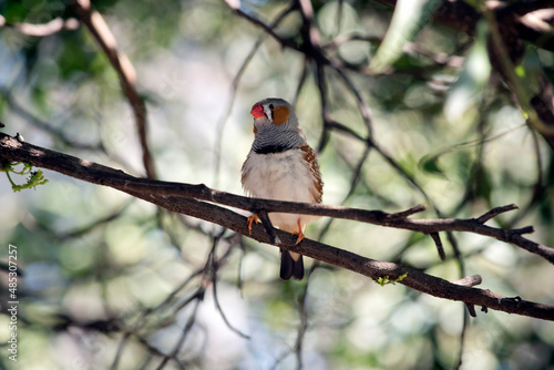 this is a male zebra finch perched on a branch
