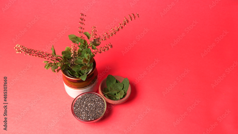 Holy basil, tulasi or tulsi, is an aromatic perennial plant in the