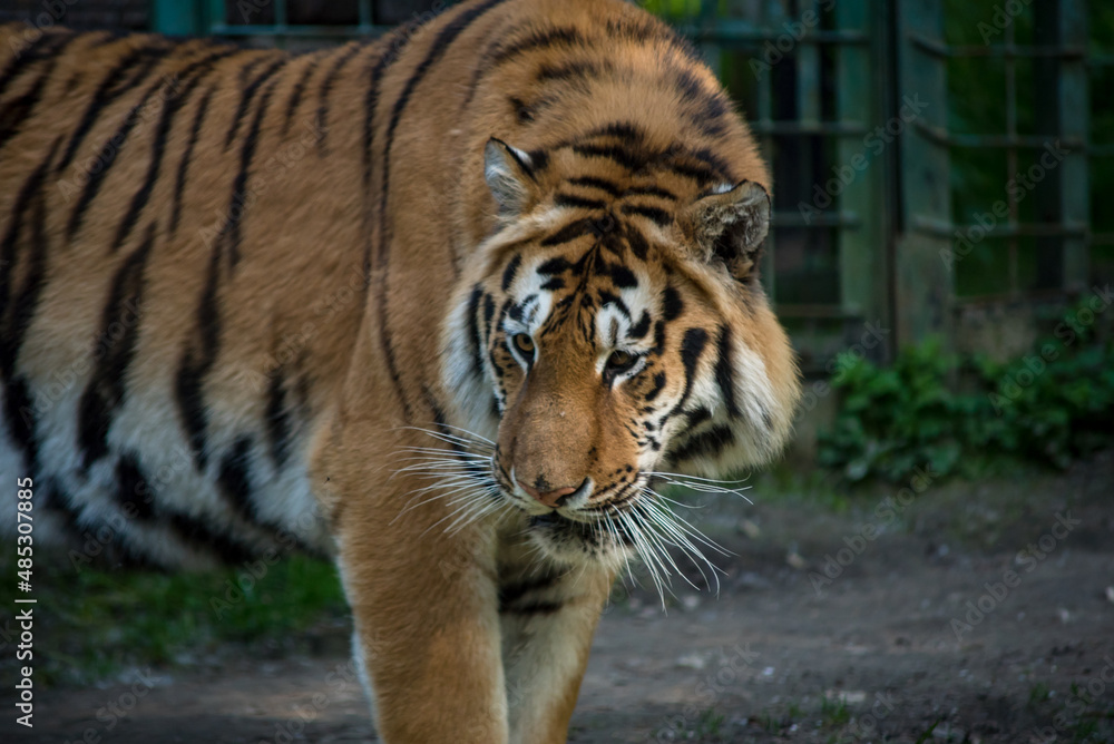 Bengal tiger. The Bengal tiger population is the largest. It is the national animal of the state of Bangladesh - historical Bengal. 