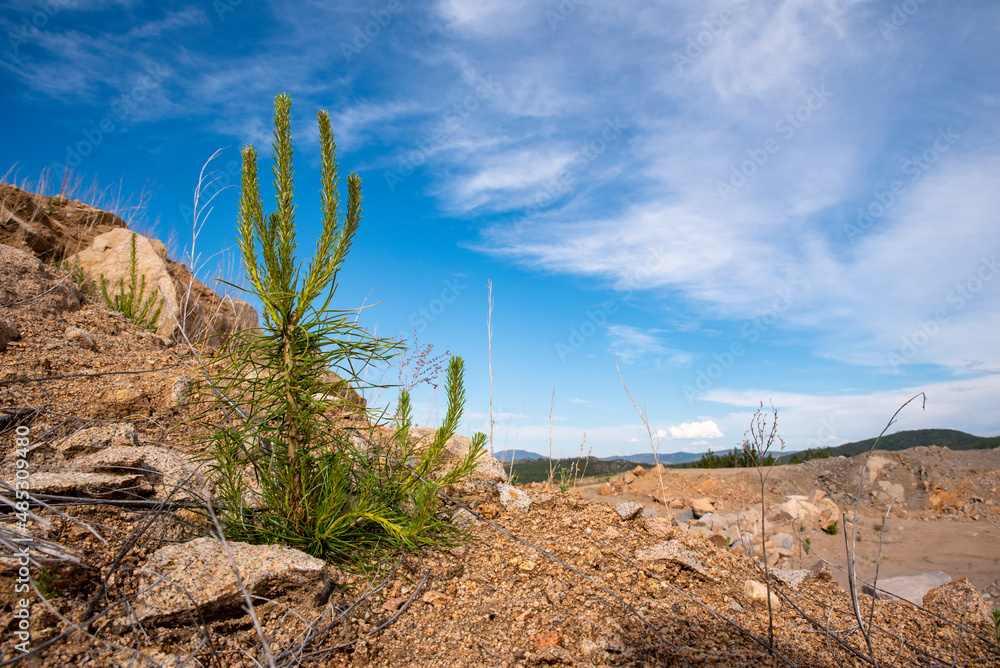 pine shoot on rocks against a blue sky with clouds