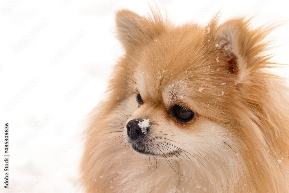 Pomeranian in winter. Snow and snowflakes on the muzzle of a dog on a frosty winter day Pomeranian in winter. Snow and snowflakes on the muzzle of a dog on a frosty winter day