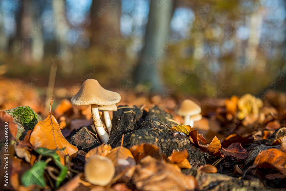 Wild forest mushroom in the woods of Austria in fall. Picture of the fungi with lovely bokeh was taken on a warm September day. Wild forest mushroom in the woods of Austria in fall. Picture of the fungi with lovely bokeh was taken on a warm September day.