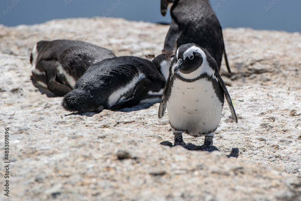 Naklejka premium African penguin (Spheniscus demersus)