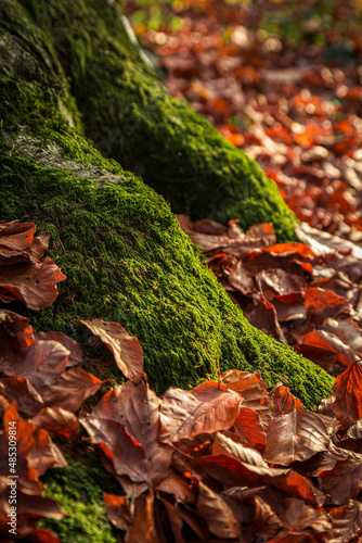 Tree roots among the autumn leaves, nature background.