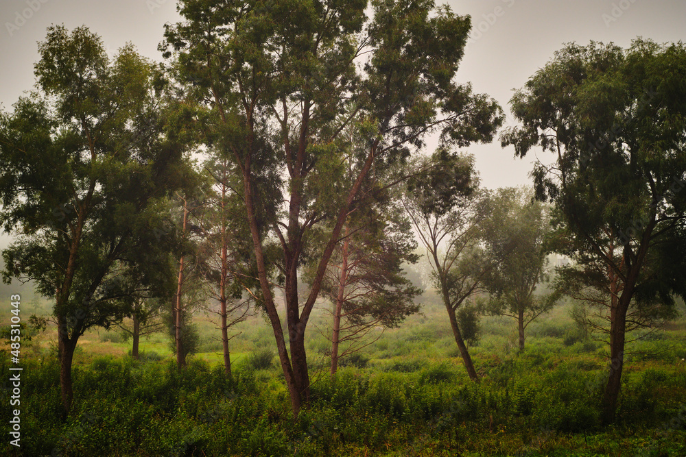 morning in the forest morning in the forest