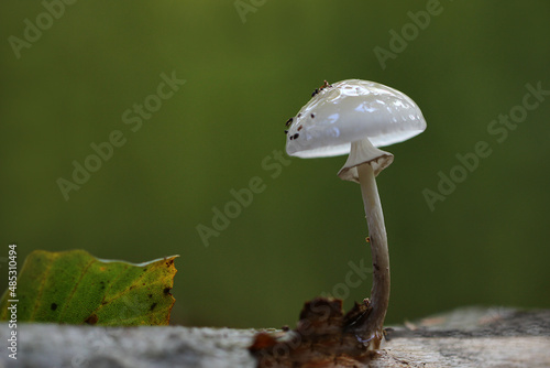 kleiner weißer Pilz wächst auf einem Baumstamm