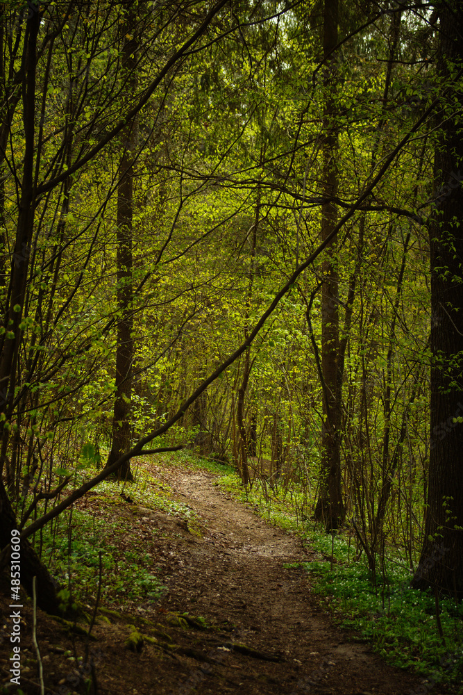 Naklejka premium footpath in the woods with one tree almost falling down and standing diagonally