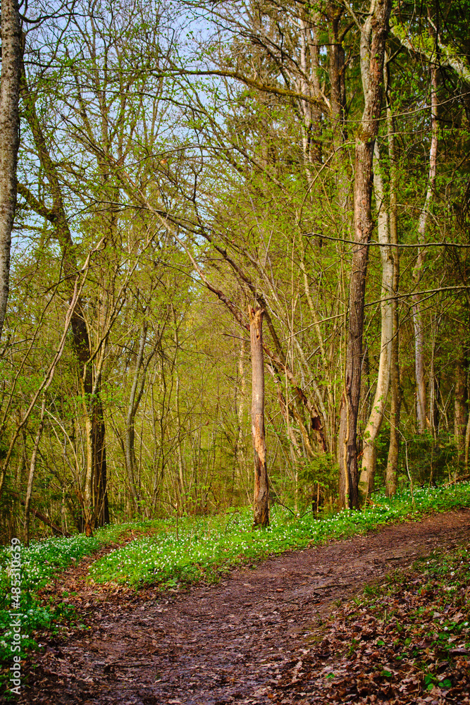 path in the forest with small side path in spring path in the forest with small side path in spring