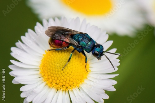 fly on a flower © Мария Быкова