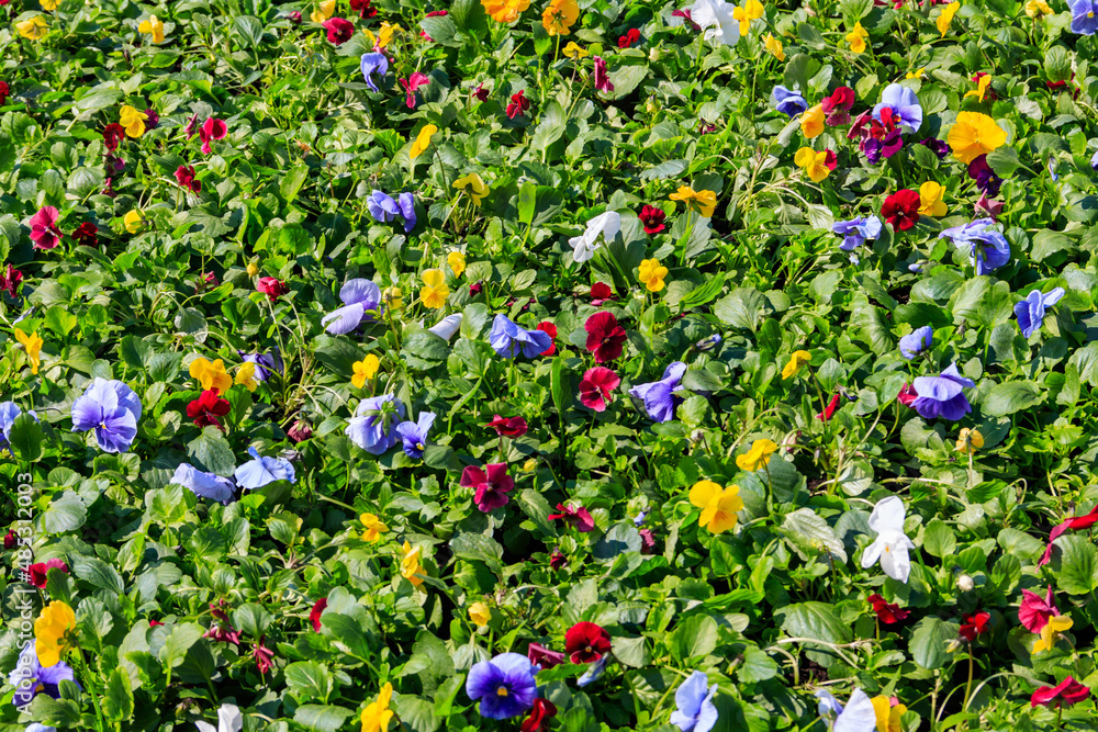 Flowerbed of multicolored pansy flowers (Viola Tricolor)