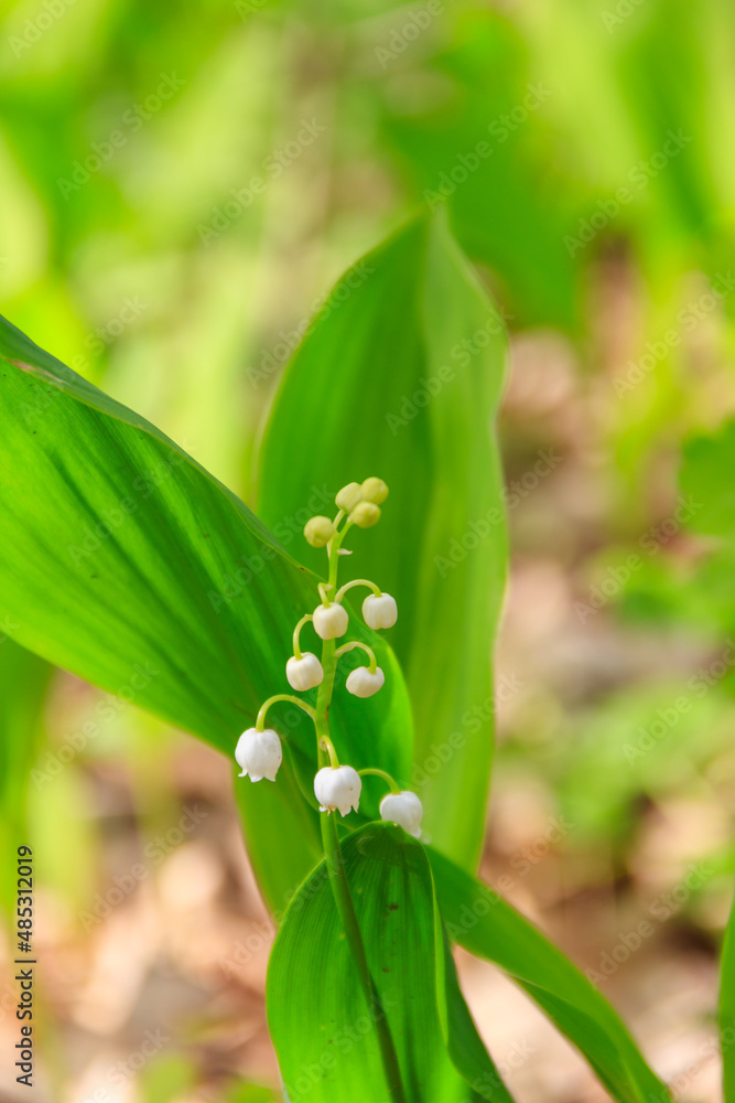 Lily of the valley (Convallaria majalis) white flowers in forest at spring Lily of the valley (Convallaria majalis) white flowers in forest at spring