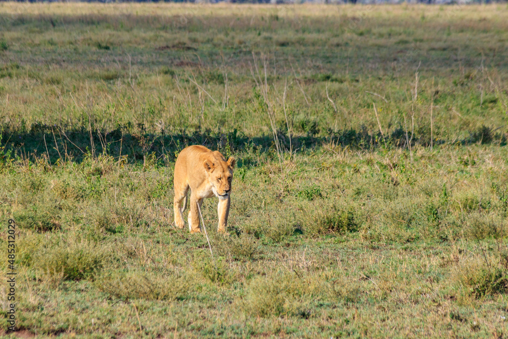 Lioness (Panthera leo) walking in savannah in Serengeti national park, Tanzania Lioness (Panthera leo) walking in savannah in Serengeti national park, Tanzania