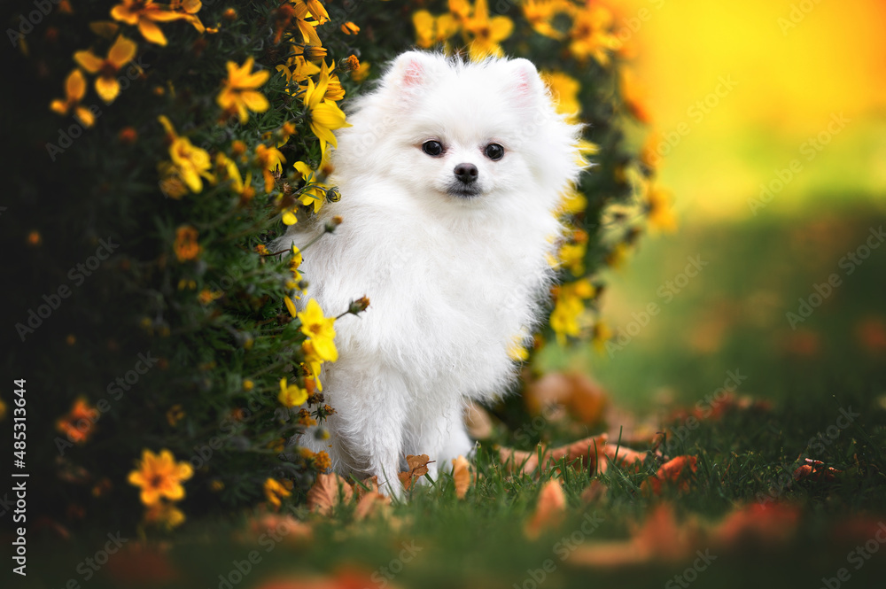Fototapeta premium white spitz puppy posing outdoors with yellow flowers in autumn