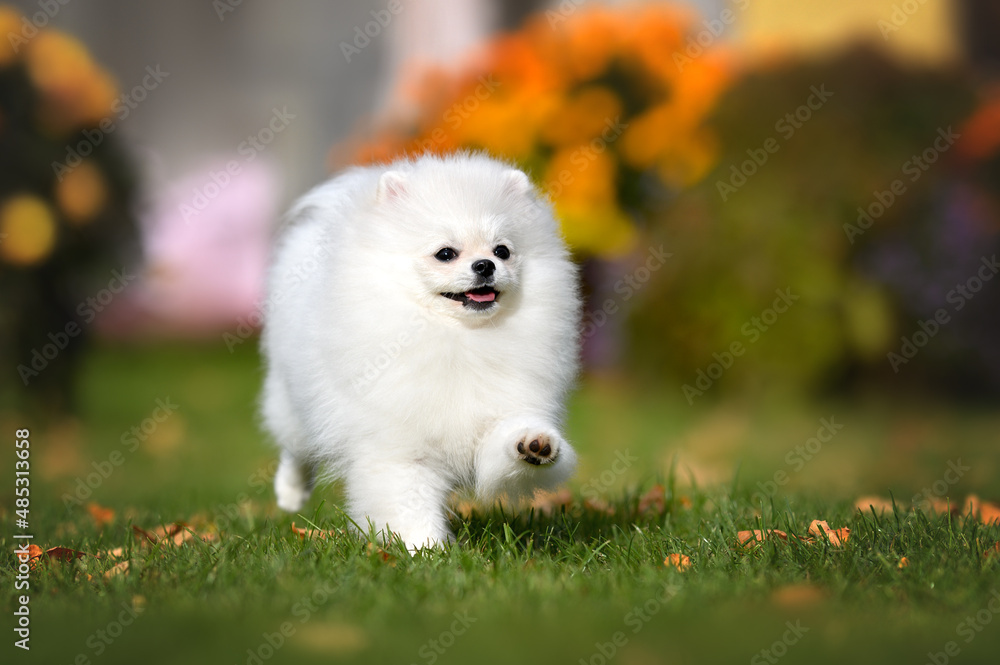 happy white fluffy spitz dog running outdoors happy white fluffy spitz dog running outdoors