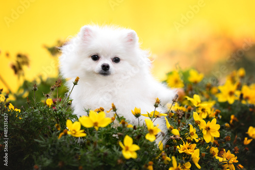 white pomeranian spitz puppy portrait in yellowe blooming flowers