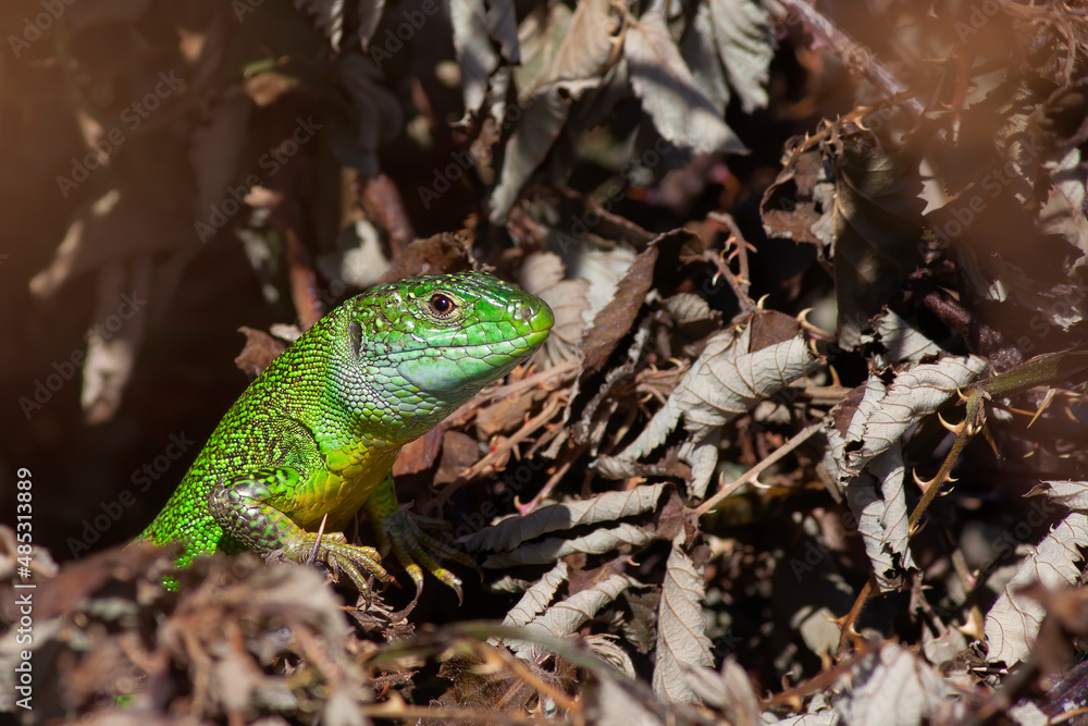 Fototapeta premium black-green lizard at home