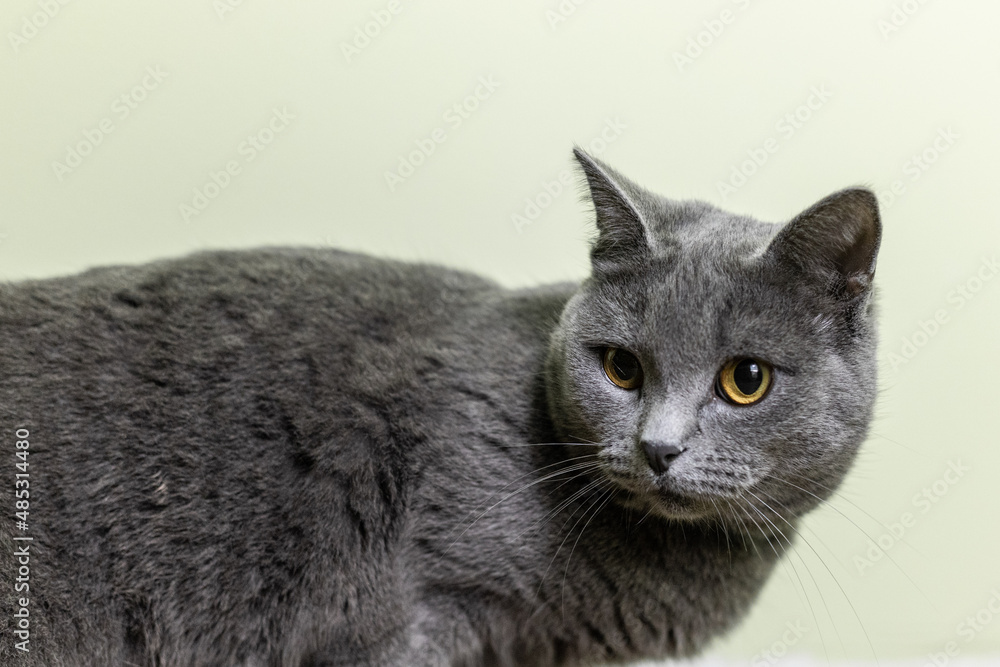 Gray cat, british cat breed