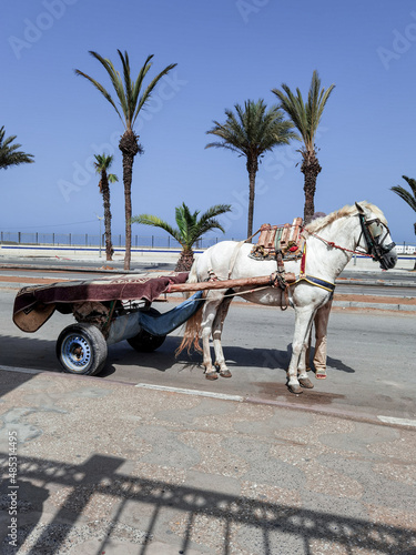 White horse with a cart attached to him in Morocco