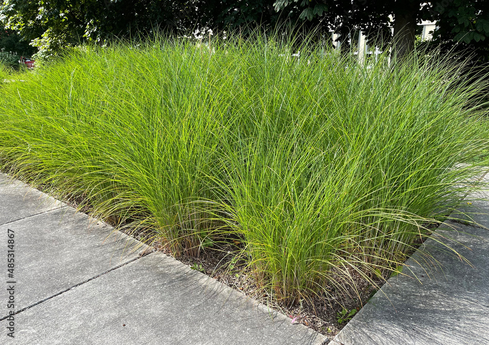 Obraz premium Miscanthus Sinensis